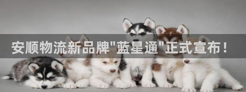 狗子28官网入口南宫：安顺物流新品牌